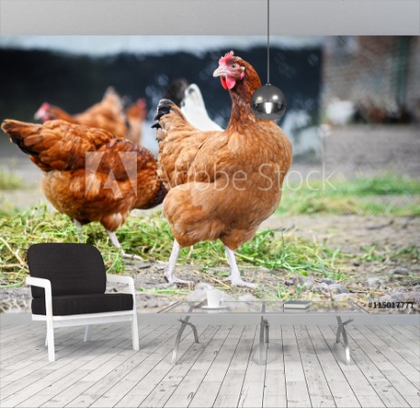 Afbeeldingen van Chickens on traditional free range poultry farm